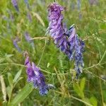 Vicia cracca flower picture by eddy loubry (cc-by-sa)