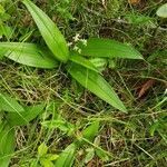 Maianthemum trifolium leaf picture by tonette toni (cc-by-sa)