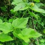 Clematis brachiata leaf picture by susan brown (cc-by-sa)