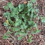 Geranium pusillum habit picture by Ka Janine (cc-by-sa)