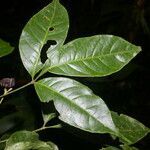 Galipea dasysperma leaf picture by Nelson Zamora Villalobos (cc-by-nc)