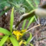 Oncidium altissimum flower picture by christiane Fazer (cc-by-sa)