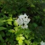 Valeriana sitchensis flower picture by Di Abolique (cc-by-sa)