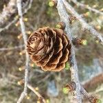 Larix laricina fruit picture by anaïs demagny (cc-by-sa)