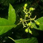 Palicourea eurycarpa fruit picture by Nelson Zamora Villalobos (cc-by-nc)