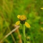 Bidens hildebrandtii flower picture by susan brown (cc-by-sa)