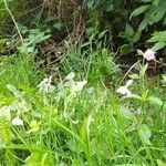 Silene noctiflora habit picture by selber pflanzen (cc-by-sa)