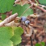 Ribes sanguineum fruit picture by Veronique Boulanger (cc-by-sa)