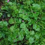 Geranium lucidum habit picture by Pierre LEON (cc-by-sa)