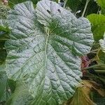 Crambe cordifolia leaf picture by George More (cc-by-sa)