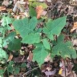 Polymnia canadensis habit picture by Stephanie Mckechnie (cc-by-sa)