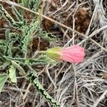 Monsonia longipes flower picture by Leigh Winowiecki (cc-by-sa)