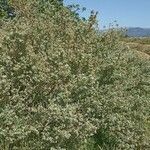 Atriplex halimus habit picture by Pons Ferré Josep (cc-by-sa)