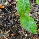 Platanthera orbiculata leaf picture by alex c (cc-by-sa)