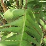 Heliconia bihai leaf picture by Shehadi Ramiz (cc-by-sa)