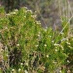 Baccharis boliviensis habit picture by Philippe Choler (cc-by-sa)