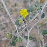 Helianthemum lippii flower picture by M. Hedayat (cc-by-sa)