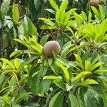 Manilkara zapota fruit picture by Peter Lithner (cc-by-sa)