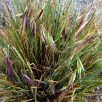 Festuca livida flower picture by Fabien Anthelme (cc-by-sa)