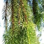 Picea sitchensis leaf picture by Anne Maugé (cc-by-sa)