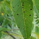 Juglans nigra leaf picture by Chase Hammack (cc-by-sa)