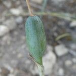 Fritillaria pyrenaica fruit picture by margarida vila (cc-by-sa)