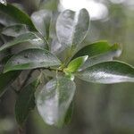 Psychotria chiriquina leaf picture by Nelson Zamora Villalobos (cc-by-nc)