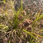 Cyperus difformis leaf picture by Taylor Shook (cc-by-sa)