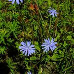 Cichorium pumilum habit picture by Andrzej Konstantynowicz (cc-by-sa)