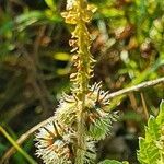 Tragia subsessilis flower picture by susan brown (cc-by-sa)