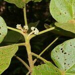 Christiana africana leaf picture by Nelson Zamora Villalobos (cc-by-nc)