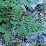 Chaerophyllum villarsii habit picture by Yoan MARTIN (cc-by-sa)