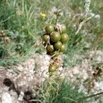 Asphodeline lutea fruit picture by Graziano Lucio (cc-by-sa)