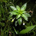 Sauvagesia erecta flower picture by Nelson Zamora Villalobos (cc-by-nc)