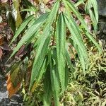 Boehmeria penduliflora habit picture by J. Champ (cc-by-sa)