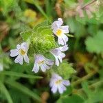 Euphrasia pectinata flower picture by Botasy (cc-by-sa)