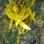 Asphodeline liburnica flower picture by Leonardi Enzo (cc-by-sa)