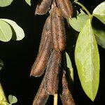 Crotalaria micans fruit picture by Nelson Zamora Villalobos (cc-by-nc)