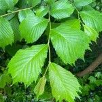 Ulmus glabra leaf picture by Peter Prevec (cc-by-sa)