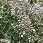 Gypsophila elegans habit picture by Dieter Albrecht (cc-by-sa)