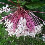 Fuchsia paniculata flower picture by vero yeon (cc-by-sa)