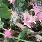 Barringtonia racemosa flower picture by suzuki shoko (cc-by-sa)