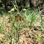 Fritillaria pinetorum flower picture by Haggard Stacey (cc-by-sa)