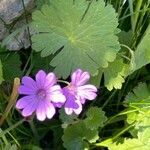 Geranium pyrenaicum leaf picture by Marc Horisberger (cc-by-sa)