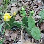 Opuntia macrorhiza flower picture by Laura Benedict (cc-by-sa)