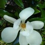 Magnolia virginiana flower picture by I Birn (cc-by-sa)