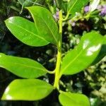 Ilex aquifolium leaf picture by Bas Zoetbrood (cc-by-sa)