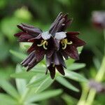 Fritillaria camschatcensis flower picture by Patrick FAYOLLE (cc-by-sa)