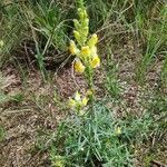 Linaria vulgaris fruit picture by Mart Rats (cc-by-sa)