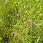 Centaurea napifolia habit picture by bas yves (cc-by-sa)